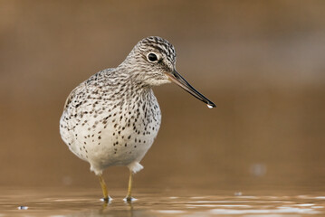 Common greenshank (tringa nebularia) standing in water in the wetlands in spring.