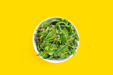 Young tamarind leaves on yellow background.