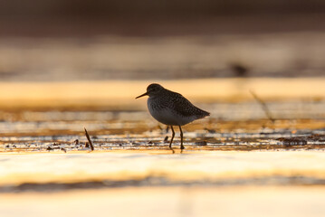 Wood sandpiper (Tringa glareola) backlit feeding in the wetlands in spring.