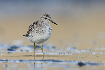 Wood sandpiper (Tringa glareola) feeding in the wetlands in spring.