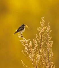 Whinchat (Saxicola rubetra) female backlit sitting on top of a shrubs with nesting material in spring.