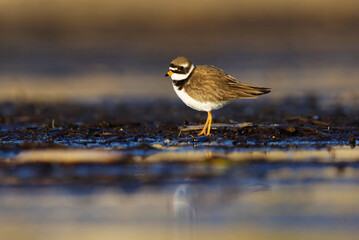 Common ringed plover or ringed plover (Charadrius hiaticula) in the wetlands in spring.