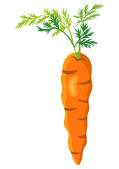 Fresh carrot isolated on white