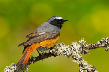 Common redstart (Phoenicurus phoenicurus) male sitting on a branch in spring.