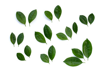 Citrus leaves on a white background. Top view
