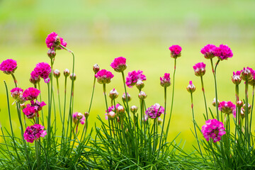 Pink carnations on a light green background. Flowering plant. Flowers in the garden.