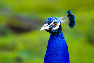 Portrait of a peacock with bright blue plumage against a green background. Bird close-up.

