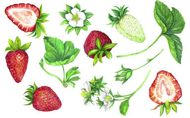 Watercolor set of red juicy strawberries with leaves isolated on transparent background. Fruit print. For postcards, packages, postcards, logo, desserts. Summer sweet and bright fruits and berries