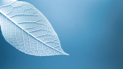 Beautiful white skeletonized leaf on light blue background with round bokeh. Expressive artistic image of beauty and purity of nature