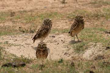 Burrowing Owl - Athene cunicularia