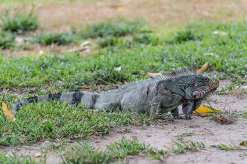 Green iguana (Iguana iguana) Iguanidae family.
