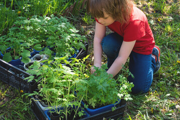 Girl caring for fresh tomato seedlings. Concept of gardening, gardening and healthy eating. Copy space