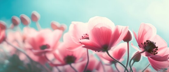 Gently pink flowers of anemones outdoors in summer spring close-up on turquoise background. Delicate dreamy image of beauty of nature