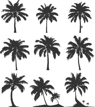 Silhouettes of palm trees, coconut tree in various shapes vector. A tropical tree usually found in coastal areas