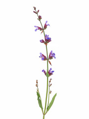 Fototapeta na wymiar Common sage plant with blue flowers isolated on white, Salvia officinalis