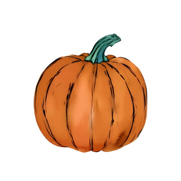 Watercolor orange pumpkin vector illustration isolated on white