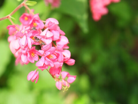 Two bee hems keep pollen from beautiful coral vine flowers