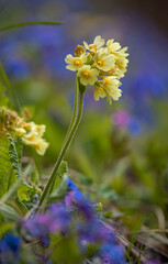 Yellow Primula veris cowslip, common cowslip, cowslip primrose on soft green and blue background....