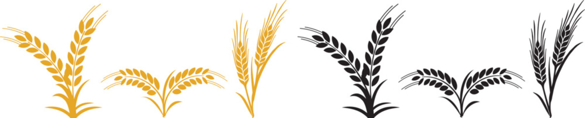 Wheat and rye ears. Barley rice grains and elements for beer logo or organic agricultural food.