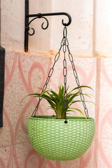 Hanging Sansevieria plant or Snake plant on a small wooden table near window at home for decoration.