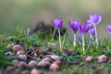 Krokusse und Eicheln