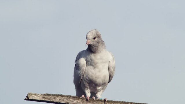 funny marble dove resting on the antenna, front view