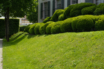 green lawn on the slope in front of the house with round bushes of boxwood at the top