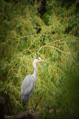 Ashen Egret sitting on the branch in the zoo. A bird in a pond.