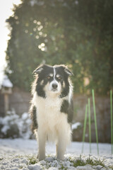 Border collie is standing in the snow. Winter fun in the snow.