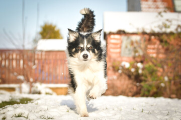 Border collie is running through a garden in the snow. Winter fun in the snow.