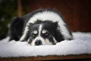 Border collie is laying in the snow. Winter fun in the snow.