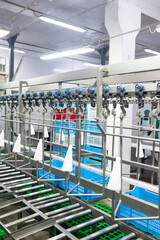 Modern chicken farm conveyor line equipment. Meat industry