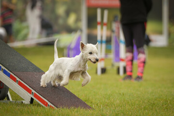 Dog is running on agility see-saw. She is so incredible dog on agility.