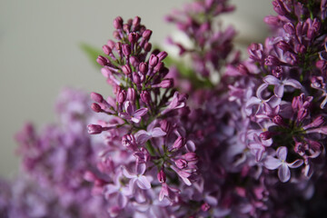 Blurry floral background.A branch of blossoming lilac (syringa) flowers. Lilac background. Lilac closeup.