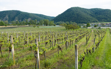 Fototapeta na wymiar selective focus on a young vineyard in the Danube river valley