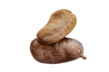 Closeup hymenaea courbaril stinking toe seed pod isolated on white background