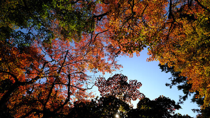 紅葉