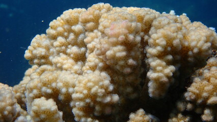 Stony coral rasp coral, or cauliflower coral, knob-horned coral (Pocillopora verrucosa) close-up...