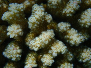 Stony coral rasp coral, or cauliflower coral, knob-horned coral (Pocillopora verrucosa) close-up undersea, Red Sea, Egypt, Sharm El Sheikh, Nabq Bay