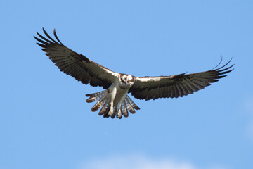 Fischadler auf der Jagd