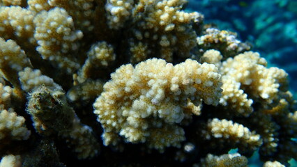 Stony coral rasp coral, or cauliflower coral, knob-horned coral (Pocillopora verrucosa) close-up undersea, Red Sea, Egypt, Sharm El Sheikh, Nabq Bay