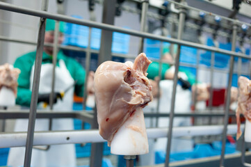 High-tech poultry production facility with modern machinery, ensuring safe and efficient meat...