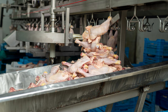 Modern poultry farm production facility with automated processing equipment and clean industrial interior