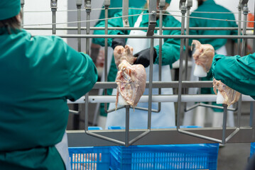 High-tech poultry production facility with modern machinery, ensuring safe and efficient meat...