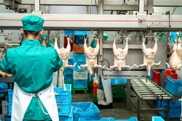 Chicken carcasses suspended on the equipment at the chicken processing factory