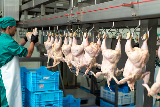 Modern poultry processing facility with advanced industrial equipment, clean environment, and automated production lines ensuring high efficiency and hygiene standards