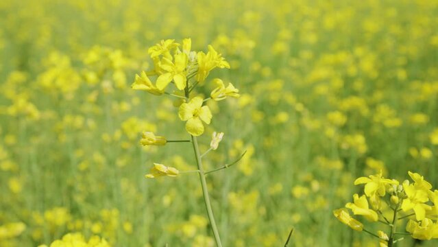 Focus Change From Wide Angle Rapeseed Field in Bloom To Close-up Revealing Yellow Canola Flower Blossom on Green Stem