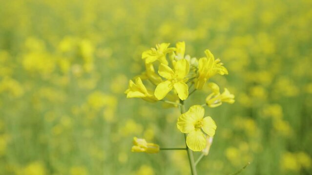 Close-up Revealing Yellow Rapeseed Flower in Bloom on Flowering Canola Field.