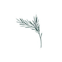 Twig of rosemary with leaves. Taxus baccata. Juniper essential oil. Kitchen herbs branch and spice. Hand drawn watercolor illustration for banner, label, package, pattern