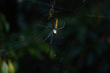 Golden Silk Orb Weaver Spider or Banana Spider or Giant Wood Spider ( Nephila Pilipes) sitting on Cobweb with blurred green jungle background.